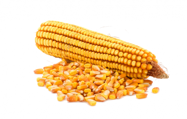 CORN (FEED GRADE 3)